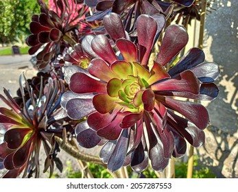 Aeonium Arboreum Zwartkops Images Stock Photos Vectors