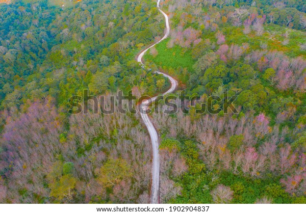 Aerial View Road Street Sakura Cherry Stock Photo 1902904837 Shutterstock