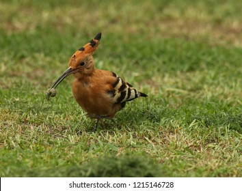 African Swallow Food Images Stock Photos Vectors Shutterstock