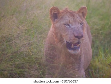 African Lion Savannah Hlane Royal National Stock Photo 630766637