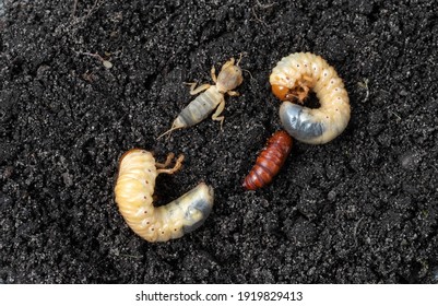 Soil Insects Images Stock Photos Vectors Shutterstock