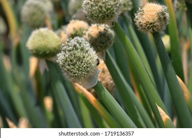 Allium Fistulosum Japanese Bunching Onion Species Stock Photo