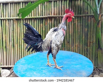 378 Naked Neck Rooster Images Stock Photos Vectors Shutterstock