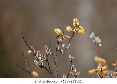 American Pussy Willow Salix Discolor Native Foto Stok 1389233111