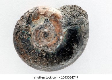 Ammonite Fossil Ancient Shell Stock Photo 1043054749 Shutterstock