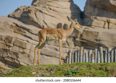 Duiker Buck Images Stock Photos Vectors Shutterstock