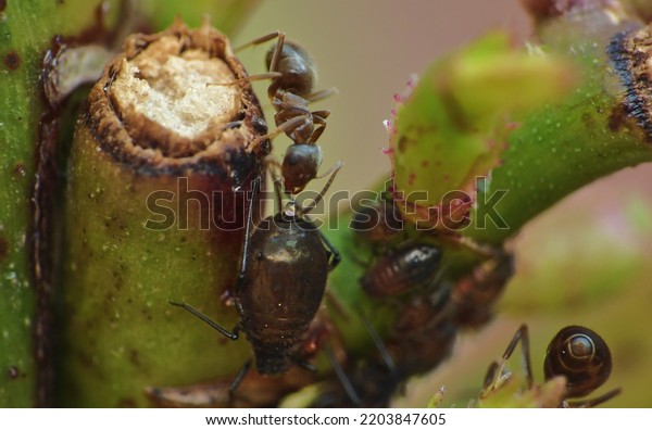 Ants Farming Milking Aphids Honeydew Stock Photo Shutterstock