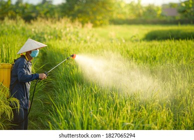 Asian Farmers Spray Herbicides Farmers Spray Stock Photo