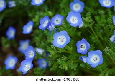 Baby Blue Eyes Flowers Nemophila Menziesii Stock Photo