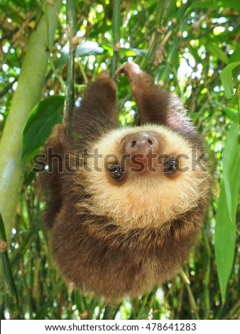 Baby Sloth Hanging On Branch Stock Photo Edit Now 478641283