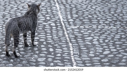 Back View Cat Walking Images Stock Photos Vectors Shutterstock