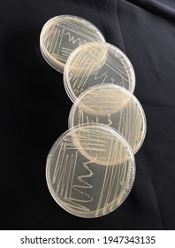 Bacteria On Agar Plates Microbiological Life Stock Photo