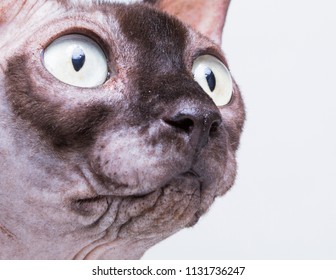 Bald Cat Cat Breed Sphinx Naked Stock Photo Shutterstock