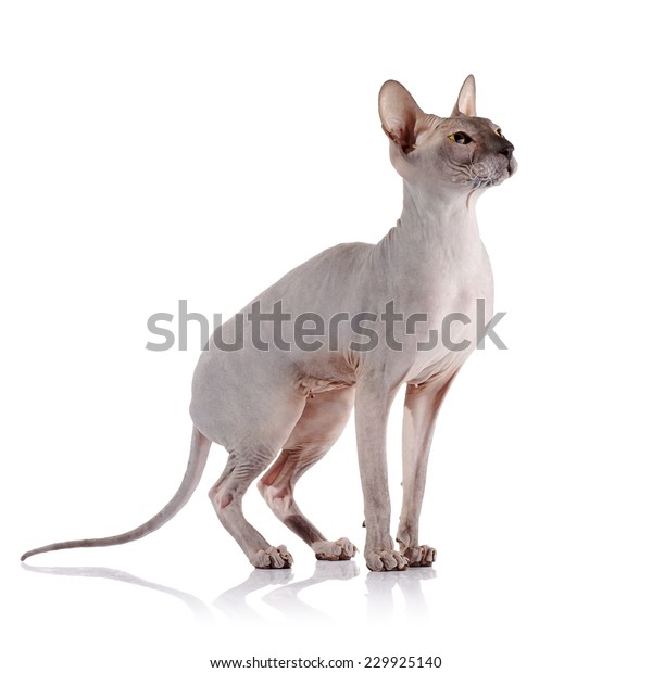 Bald Cat Cat Breed Sphinx Naked Stock Photo Shutterstock