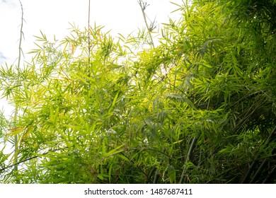 Bamboo Forest Green Nature Background Photo Stock Photo 1487687411