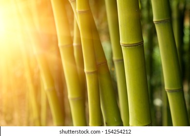 Bamboo Green Forest Background Stock Photo 154254212 Shutterstock