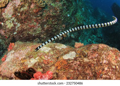 Banded Sea Snake Stock Photo Shutterstock