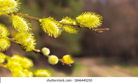 Furry Buds Pussy Willow This Eared Stock Photo Edit Now