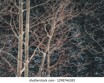 Bare Naked Aspen Trees Stand Silently Stock Photo Shutterstock