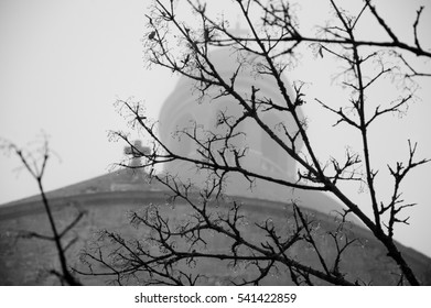 Bare Tree Black White Stock Photo Edit Now 47308177