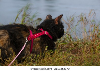 717 Back View Cat Walking Images Stock Photos Vectors Shutterstock