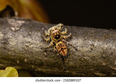 Beautiful Jumping Spider Nature Stock Photo Shutterstock