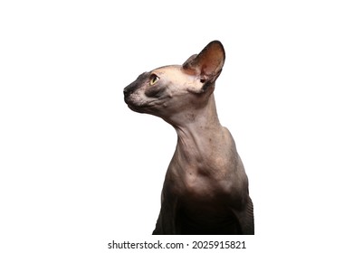 Beautiful Naked Cat Front White Background Stock Photo Shutterstock