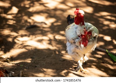 378 Naked Neck Rooster Images Stock Photos Vectors Shutterstock