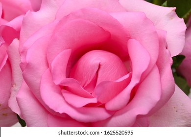 Beautiful Pink Rose Flower Blossom Concept Shutterstock