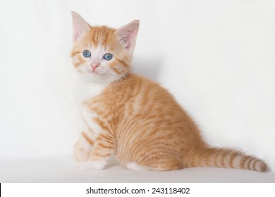 Beautiful Red Kitten Blue Eyes On Stock Photo Edit Now