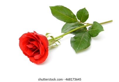 Beautiful Red Rose Flower Isolated On Stock Photo Shutterstock