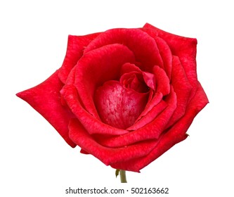 Beautiful Red Rose Flower Isolated On Stock Photo Shutterstock