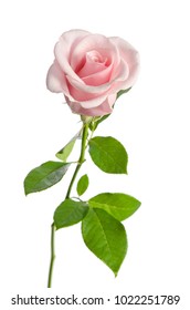 Beautiful Single Pink Rose Isolated On Stock Photo