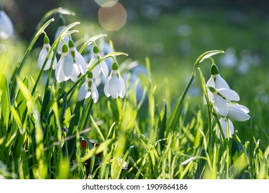 Beautiful Snowdrop Flowers Galanthus Nivalis Spring Stock Photo