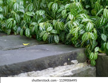 Beautiful Stepping Stone Path Through Green Stock Photo