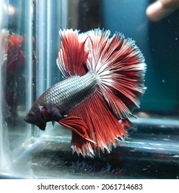 Watercolor Betta Fish Images Stock Photos Vectors Shutterstock