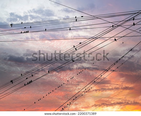 Black Birds On Electric Wires Against Stock Photo Shutterstock