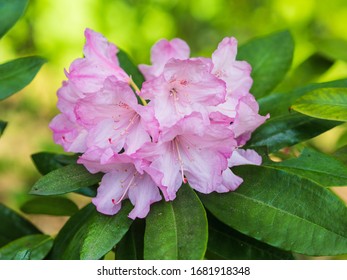 Pontic Rhododendron Images Stock Photos Vectors Shutterstock