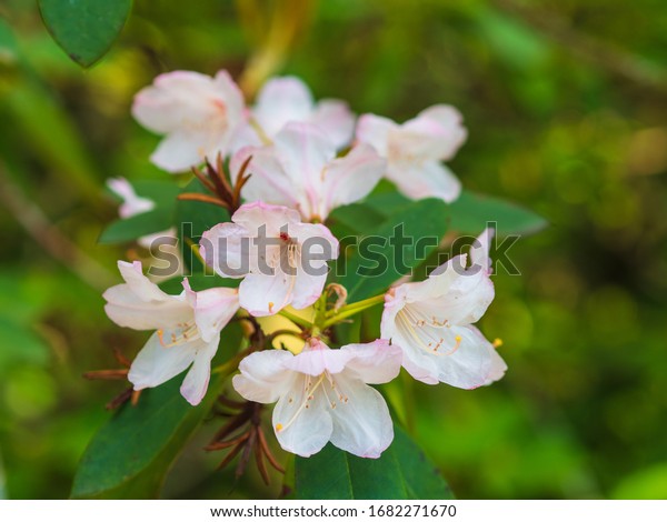 Blooming Common Rhododendron Pontic Rhododendron Rhododendron Stock