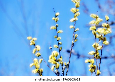 Blooming Pussywillow Salix Caprea Pussy Buds Stock Photo