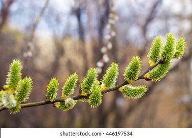 Blossoming Branch Pussy Willow Stock Photo Shutterstock