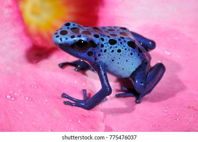 Blue Poison Arrow Frog Dendrobates Azureus Stock Photo