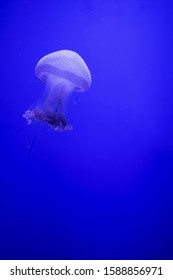 Blue Transparent Jellyfish Floats Through Water Foto De Stock