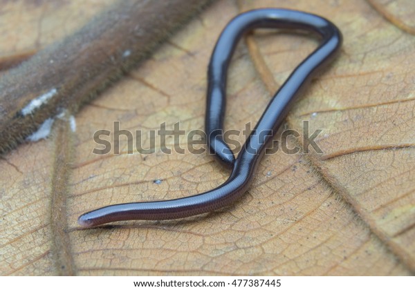 Brahminy Blind Snake Ramphotyphlops Braminus Very Stock Photo 477387445