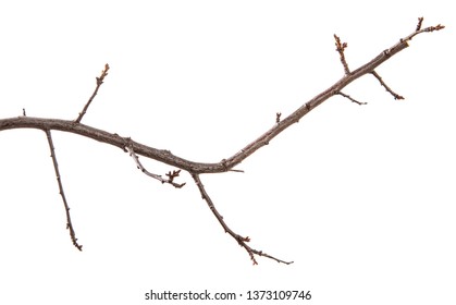 Naked Tree Branch Twig Isolated On Foto Stok Shutterstock