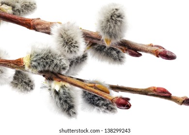 Branches Pussy Willow Flowering Budisolated Stock Photo