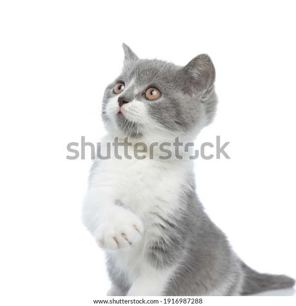 British Shorthair Bilder Stockfotos Und Vektorgrafiken