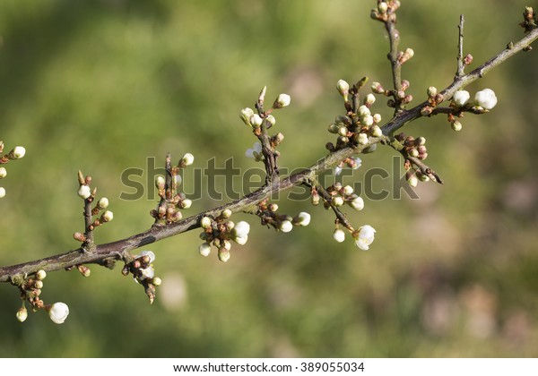 Buds Blackthorn Prunus Spinosa Stock Photo Edit Now 389055034