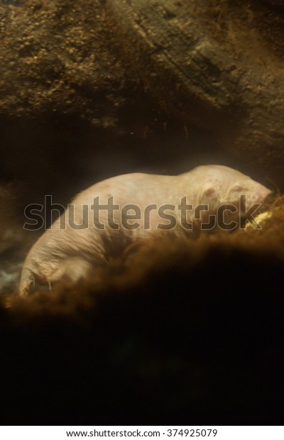 Burrow Naked Mole Rat Heterocephalus Glaber Stock Photo 374925079