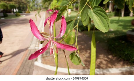 Bauhinia Malabarica Leaf Images Stock Photos Vectors Shutterstock